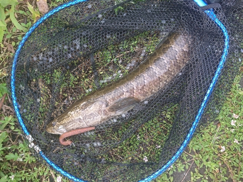 ライギョの釣果