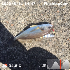 イシモチの釣果