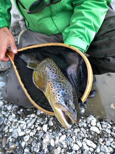 ブラウントラウトの釣果