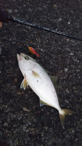 ショゴの釣果