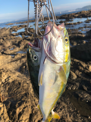 イナダの釣果