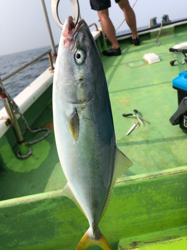 イナダの釣果