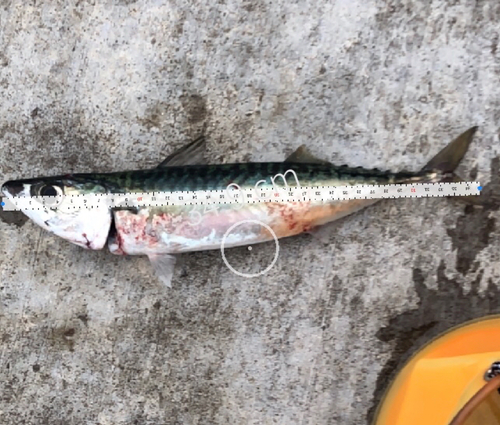 サバの釣果