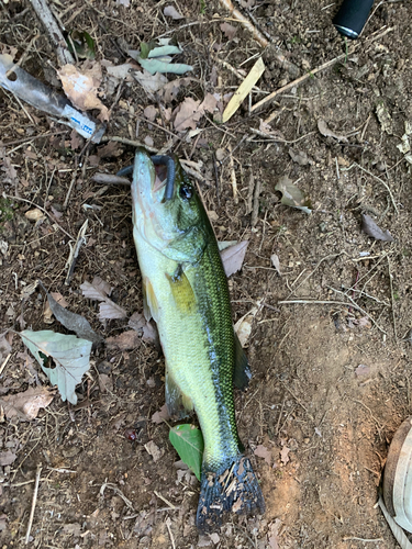 ラージマウスバスの釣果