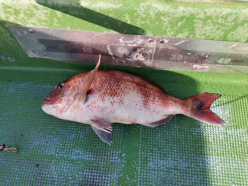 マダイの釣果