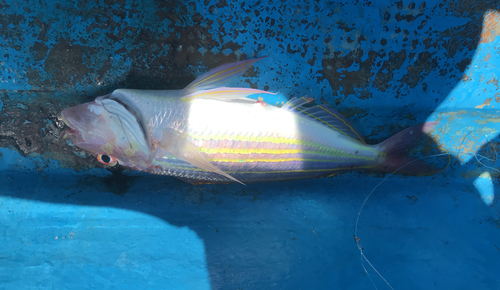 イトヨリダイの釣果