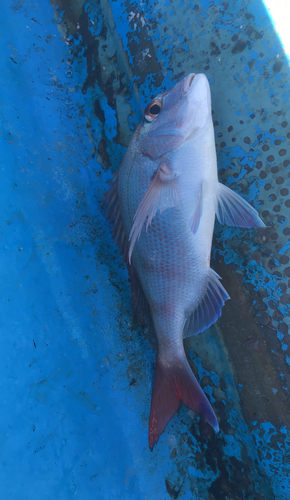 タイの釣果