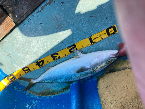 メジロの釣果