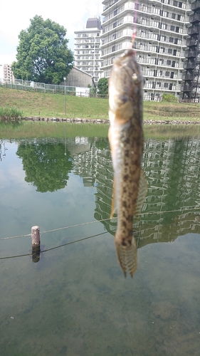 ハゼの釣果