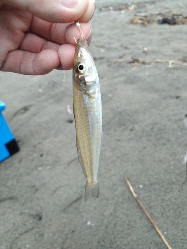 キスの釣果