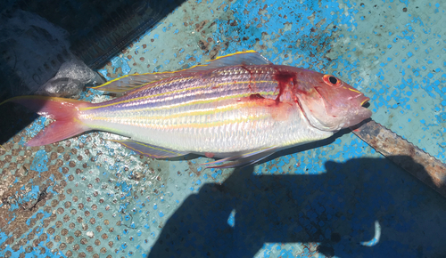 イトヨリダイの釣果