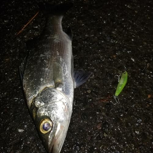 フッコ（マルスズキ）の釣果