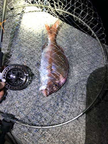 マダイの釣果