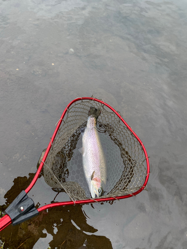 ニジマスの釣果