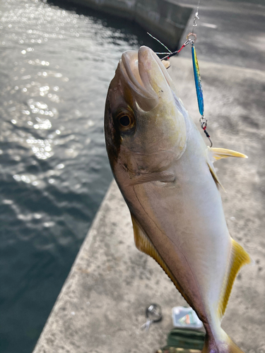 ネリゴの釣果