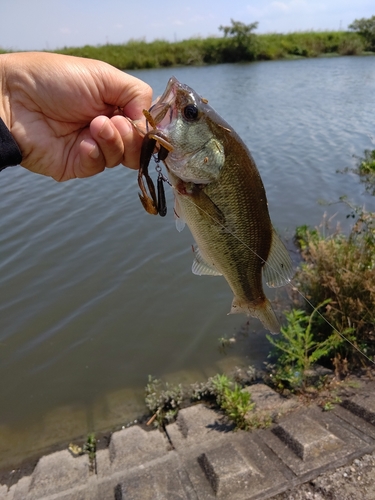 ラージマウスバスの釣果