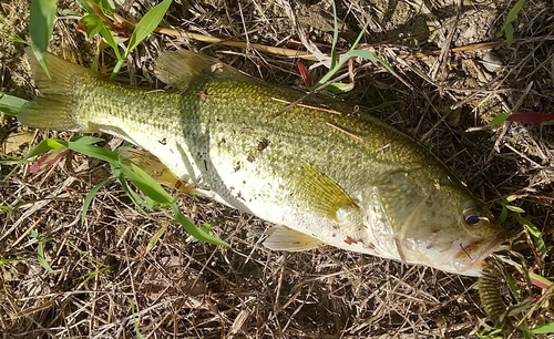 ブラックバスの釣果