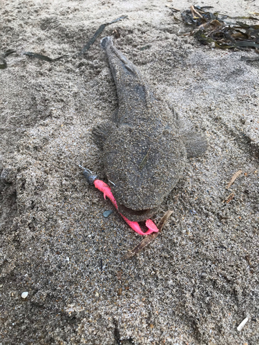 マゴチの釣果