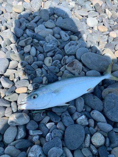 ワカシの釣果