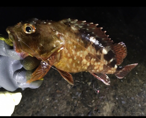 カサゴの釣果