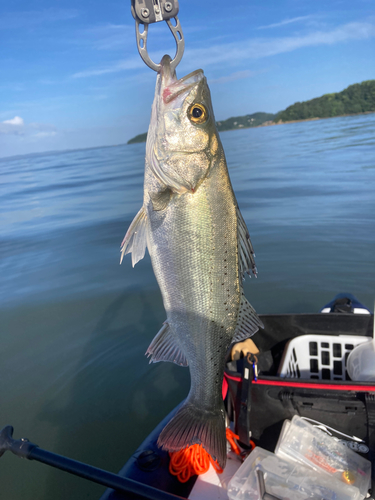 シーバスの釣果