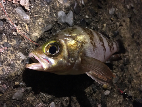 シロメバルの釣果