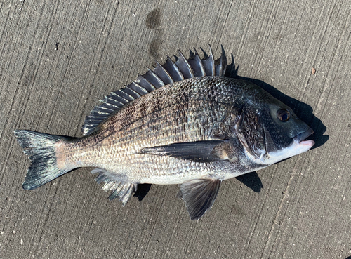 チヌの釣果