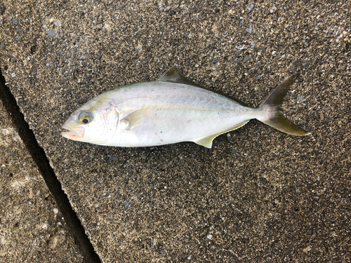 ショゴの釣果