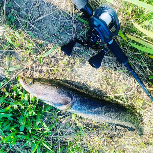 カムルチーの釣果