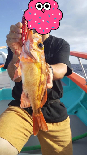 オキメバルの釣果