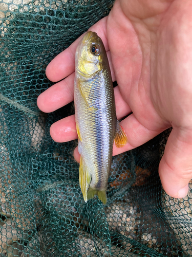 カワムツの釣果