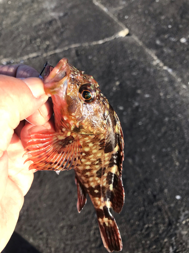 カサゴの釣果