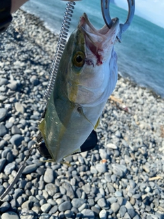 ワカナゴの釣果