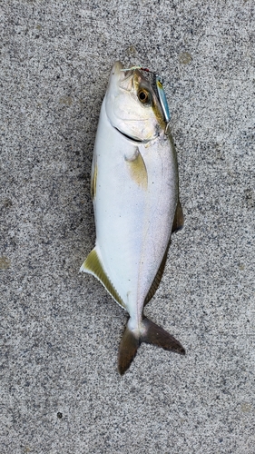 ショゴの釣果