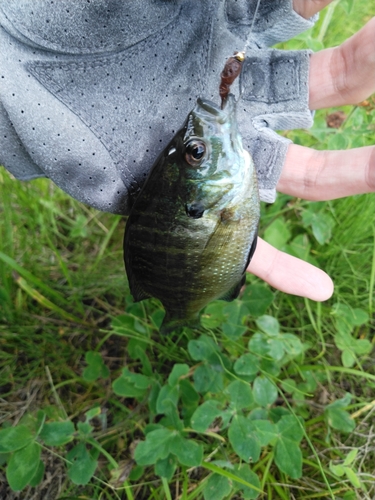 ブルーギルの釣果