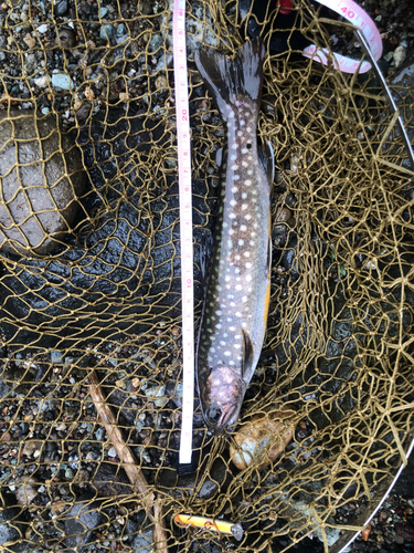 イワナの釣果