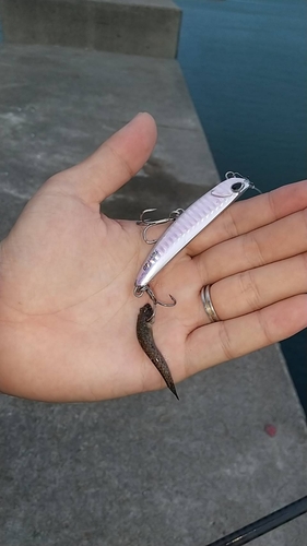 ハゼの釣果