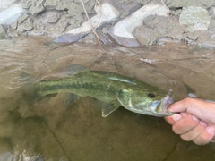 ブラックバスの釣果