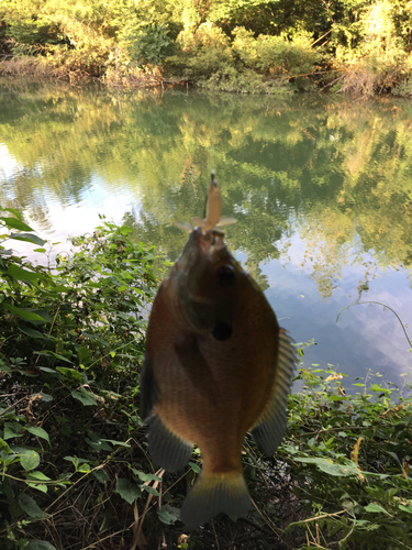 ブルーギルの釣果