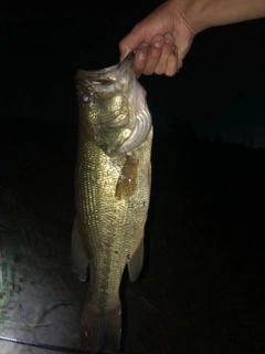 ラージマウスバスの釣果