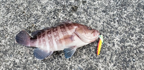 マハタの釣果