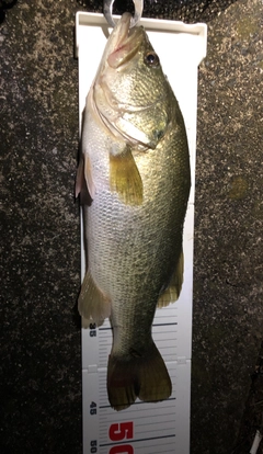 ブラックバスの釣果