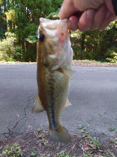 ブラックバスの釣果