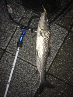 ニゴイの釣果