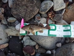 エゾメバルの釣果