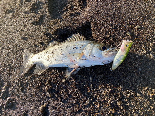 セイゴ（ヒラスズキ）の釣果