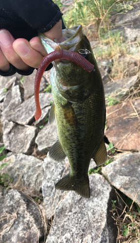 ラージマウスバスの釣果