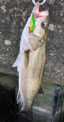 シーバスの釣果