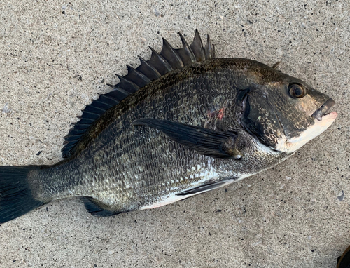 チヌの釣果