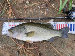 ブラックバスの釣果